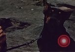 Image of Battle of Iwo Jima Iwo Jima, 1945, second 53 stock footage video 65675051574