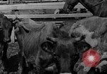 Image des dommages de bol de poussière United States USA, 1934, de la seconde 20 séquences d'archives historiques vidéo 65675051589
