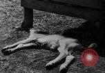 Image des dommages de bol de poussière United States USA, 1934, de la seconde 26 séquences d'archives historiques vidéo 65675051589