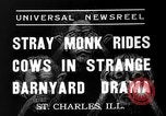 Image of simian Saint Charles Illinois USA, 1937, second 5 stock footage video 65675051615