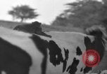 Image of simian Saint Charles Illinois USA, 1937, second 8 stock footage video 65675051615