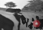 Image of simian Saint Charles Illinois USA, 1937, second 9 stock footage video 65675051615