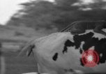 Image of simian Saint Charles Illinois USA, 1937, second 10 stock footage video 65675051615
