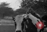 Image of simian Saint Charles Illinois USA, 1937, second 12 stock footage video 65675051615