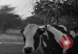 Image of simian Saint Charles Illinois USA, 1937, second 13 stock footage video 65675051615