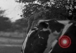 Image of simian Saint Charles Illinois USA, 1937, second 15 stock footage video 65675051615