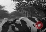 Image of simian Saint Charles Illinois USA, 1937, second 16 stock footage video 65675051615