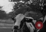 Image of simian Saint Charles Illinois USA, 1937, second 18 stock footage video 65675051615