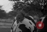 Image of simian Saint Charles Illinois USA, 1937, second 19 stock footage video 65675051615