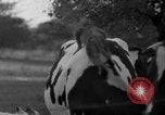 Image of simian Saint Charles Illinois USA, 1937, second 21 stock footage video 65675051615