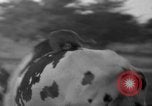 Image of simian Saint Charles Illinois USA, 1937, second 24 stock footage video 65675051615