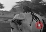 Image of simian Saint Charles Illinois USA, 1937, second 25 stock footage video 65675051615