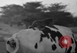 Image of simian Saint Charles Illinois USA, 1937, second 26 stock footage video 65675051615