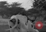Image of simian Saint Charles Illinois USA, 1937, second 27 stock footage video 65675051615