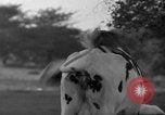 Image of simian Saint Charles Illinois USA, 1937, second 28 stock footage video 65675051615