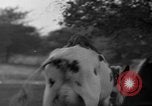 Image of simian Saint Charles Illinois USA, 1937, second 29 stock footage video 65675051615