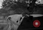 Image of simian Saint Charles Illinois USA, 1937, second 30 stock footage video 65675051615