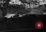 Image of simian Saint Charles Illinois USA, 1937, second 31 stock footage video 65675051615