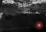 Image of simian Saint Charles Illinois USA, 1937, second 32 stock footage video 65675051615