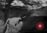 Image of simian Saint Charles Illinois USA, 1937, second 33 stock footage video 65675051615