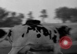 Image of simian Saint Charles Illinois USA, 1937, second 34 stock footage video 65675051615
