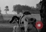 Image of simian Saint Charles Illinois USA, 1937, second 35 stock footage video 65675051615