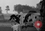 Image of simian Saint Charles Illinois USA, 1937, second 36 stock footage video 65675051615
