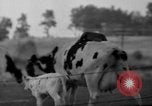Image of simian Saint Charles Illinois USA, 1937, second 37 stock footage video 65675051615