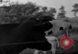Image of simian Saint Charles Illinois USA, 1937, second 38 stock footage video 65675051615