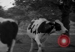 Image of simian Saint Charles Illinois USA, 1937, second 41 stock footage video 65675051615