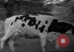 Image of simian Saint Charles Illinois USA, 1937, second 42 stock footage video 65675051615