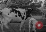 Image of simian Saint Charles Illinois USA, 1937, second 43 stock footage video 65675051615