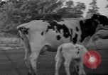 Image of simian Saint Charles Illinois USA, 1937, second 44 stock footage video 65675051615
