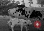 Image of simian Saint Charles Illinois USA, 1937, second 46 stock footage video 65675051615