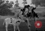 Image of simian Saint Charles Illinois USA, 1937, second 47 stock footage video 65675051615