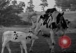 Image of simian Saint Charles Illinois USA, 1937, second 48 stock footage video 65675051615
