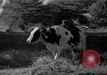 Image of simian Saint Charles Illinois USA, 1937, second 49 stock footage video 65675051615