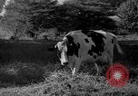 Image of simian Saint Charles Illinois USA, 1937, second 50 stock footage video 65675051615