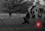 Image of simian Saint Charles Illinois USA, 1937, second 51 stock footage video 65675051615