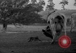 Image of simian Saint Charles Illinois USA, 1937, second 52 stock footage video 65675051615