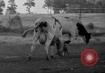Image of simian Saint Charles Illinois USA, 1937, second 54 stock footage video 65675051615