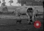 Image of simian Saint Charles Illinois USA, 1937, second 55 stock footage video 65675051615