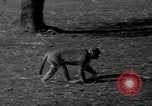 Image of simian Saint Charles Illinois USA, 1937, second 56 stock footage video 65675051615