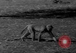Image of simian Saint Charles Illinois USA, 1937, second 57 stock footage video 65675051615