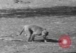 Image of simian Saint Charles Illinois USA, 1937, second 58 stock footage video 65675051615