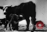 Image of economic development soon after end of World War II Europe, 1945, second 60 stock footage video 65675051623