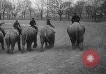 Image of elephant race Columbus Ohio USA, 1935, second 17 stock footage video 65675051628