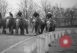 Image of elephant race Columbus Ohio USA, 1935, second 20 stock footage video 65675051628