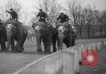 Image of elephant race Columbus Ohio USA, 1935, second 21 stock footage video 65675051628