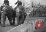 Image of elephant race Columbus Ohio USA, 1935, second 22 stock footage video 65675051628